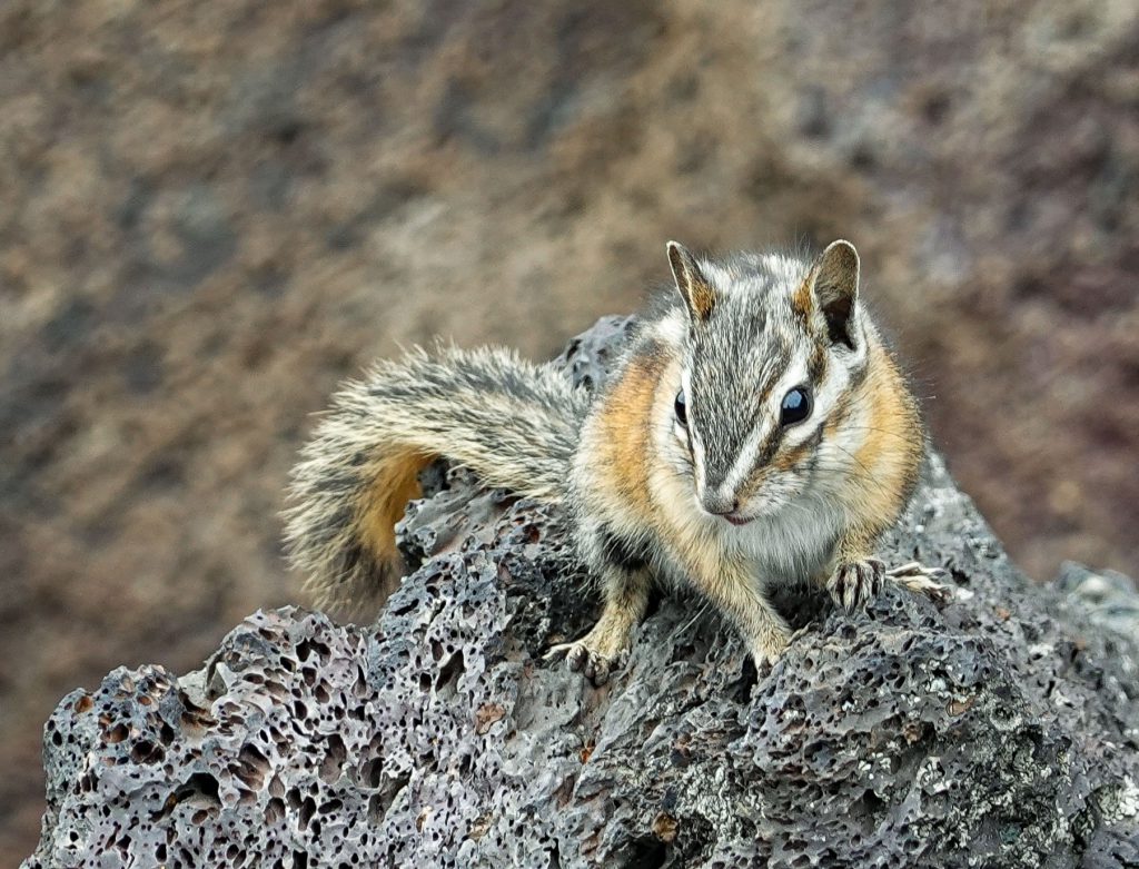 Squirrel