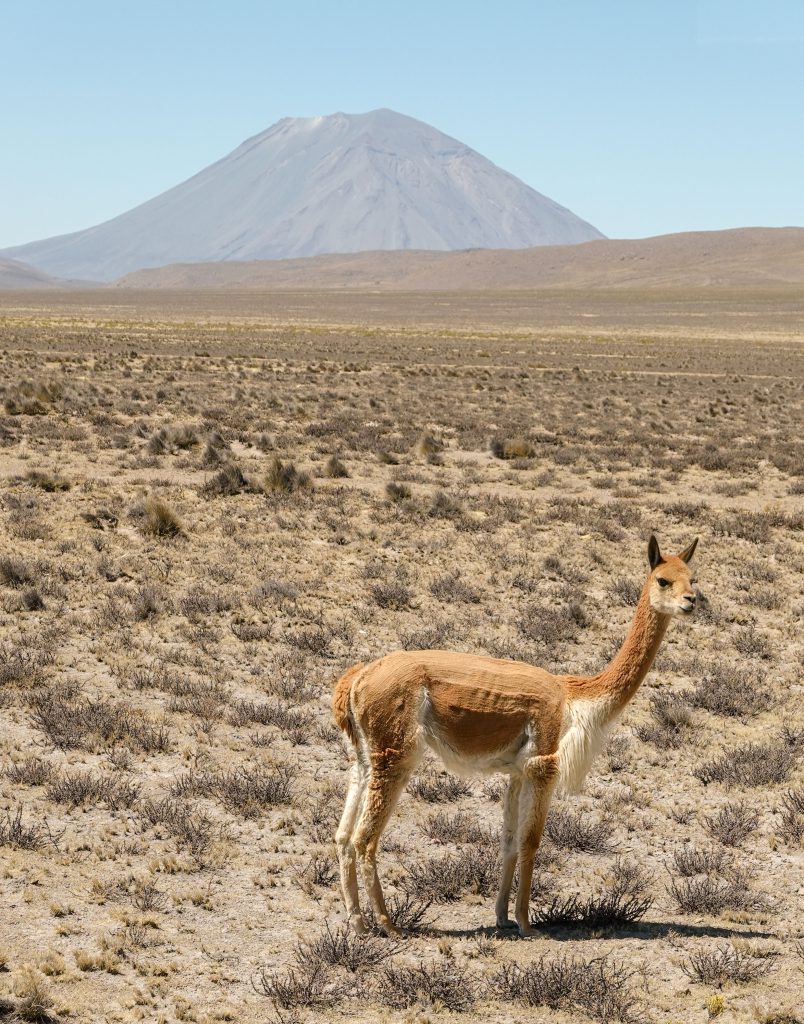 Vikunja im Colca-Tal