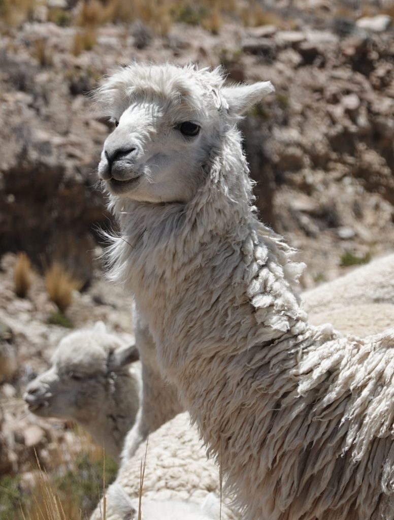 Alpaka im Colca-Tal