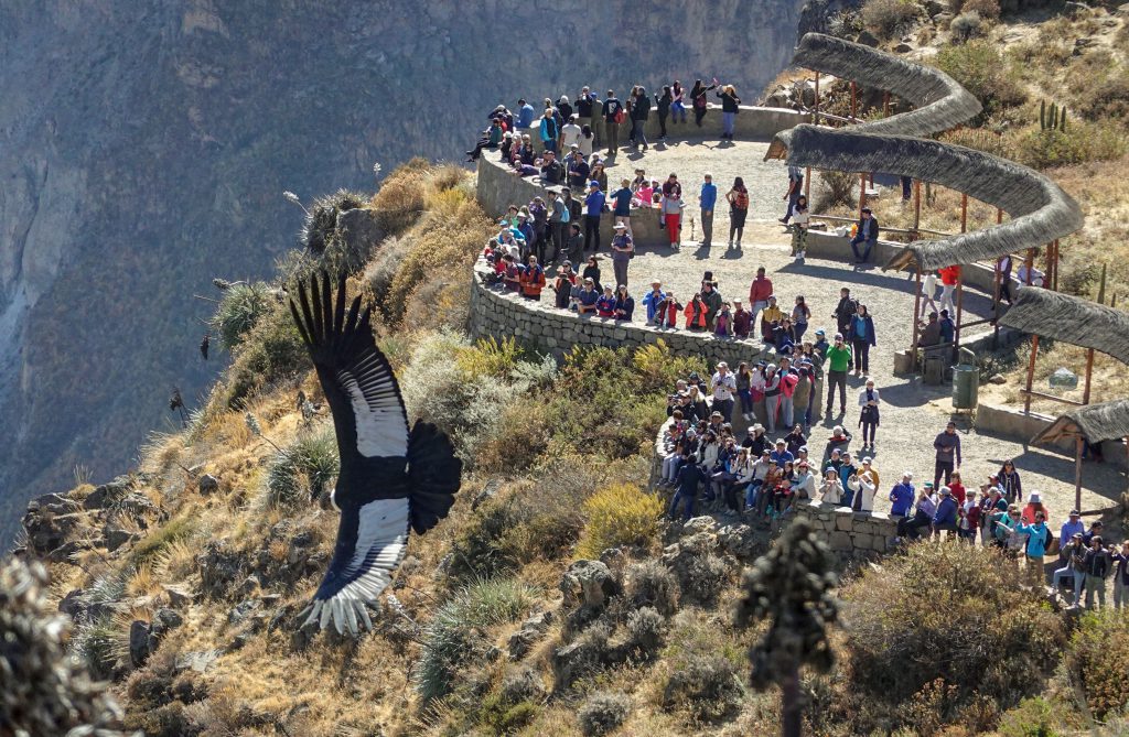 Kondor im Colca Canyon