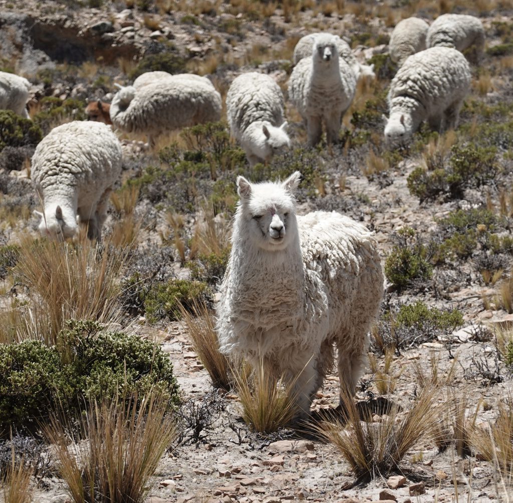 Alpaka im Colca-Tal