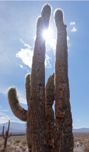 Nationalpark Los Cardones Argentinien