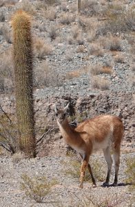 Nationalpark Los Cardones Argentinien Guanacao