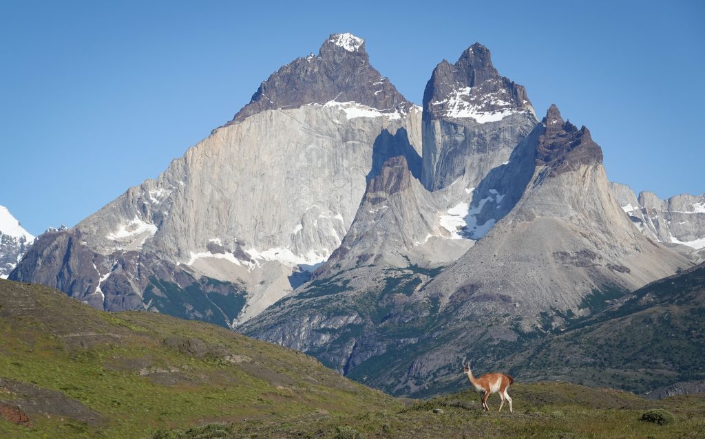 Guanaco im Nationalpark Torres del Paine Patagonien