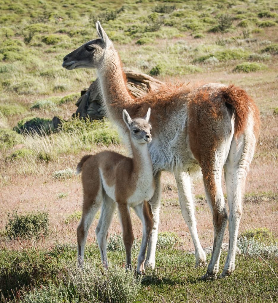 Guanacos in Patagonien