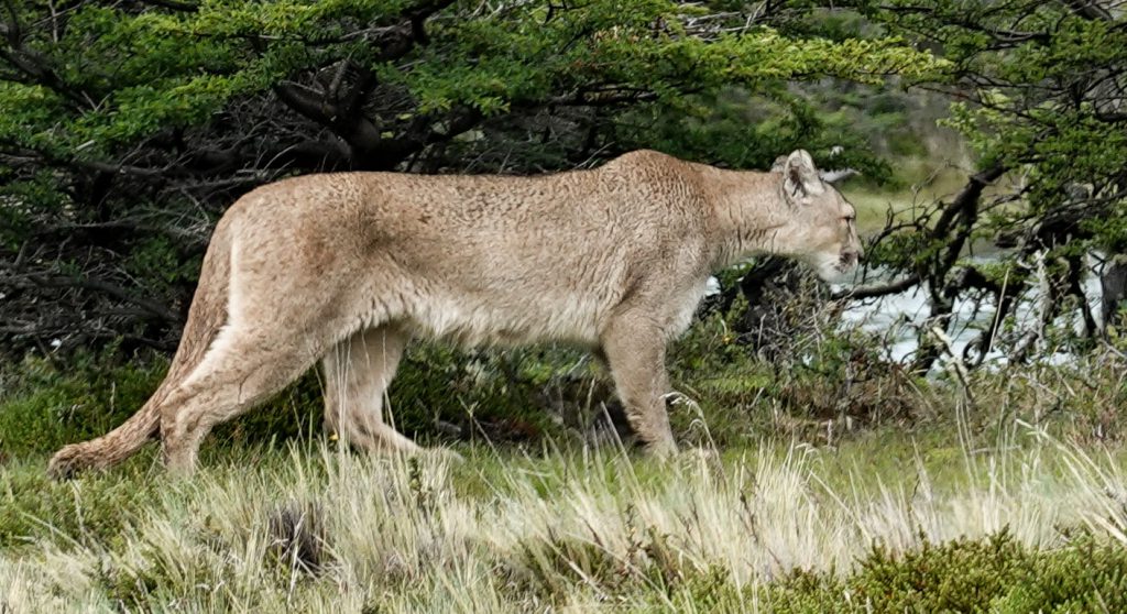 Puma im Nationalpark Torres del Paine in Patagonien