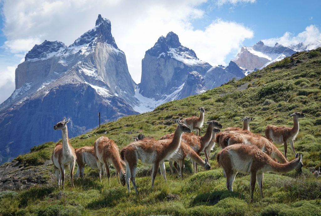 Guanacos im Nationalpark Torres del Paine Patagonien
