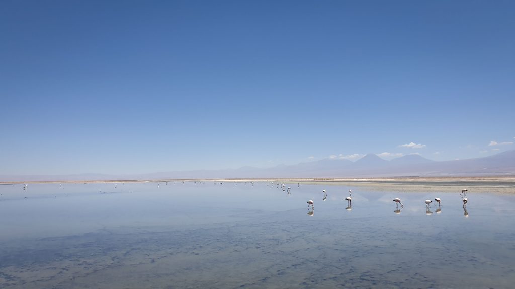 Salar de Atacama - Lago Chaxa Chile