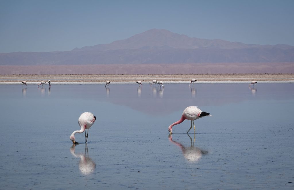 Salar de Atacama - Lago Chaxa Chile
