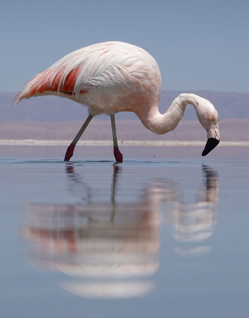 Salar de Atacama - Lago Chaxa Chile