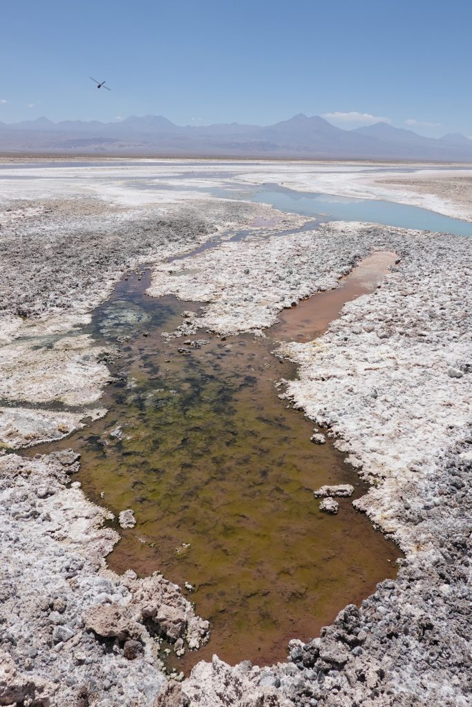 Salar de Atacama - Lago Chaxa Chile