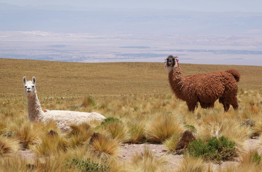 Altiplano Chile