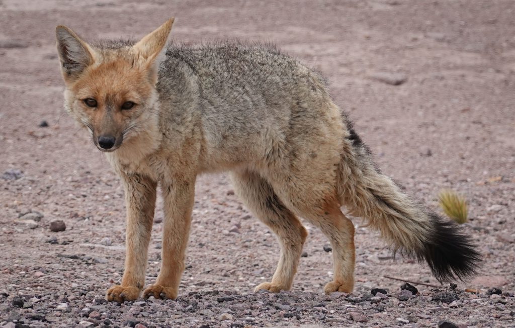 Desert fox