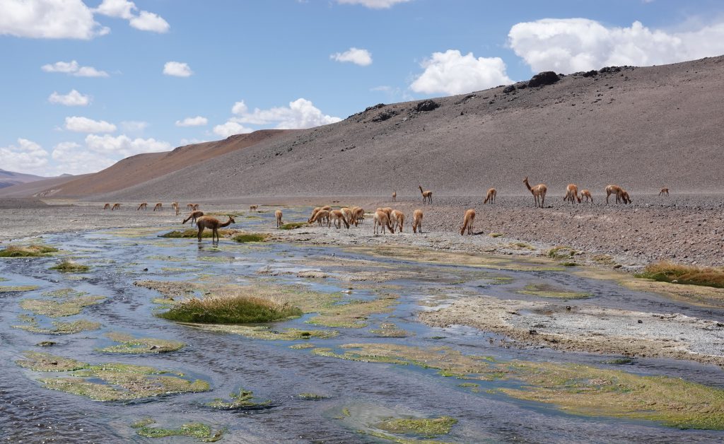 Altiplano Chile