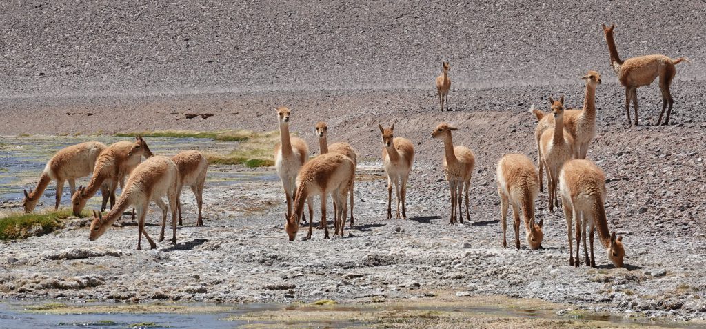 Altiplano Chile Vikunjas