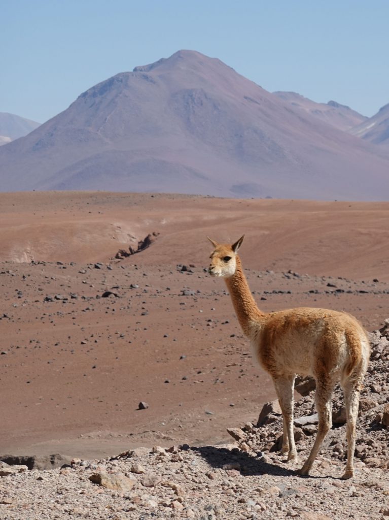 Altiplano Chile Vikunja