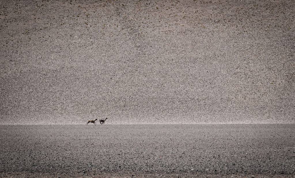 Guanacos in der Atacama-Wüste, Chile