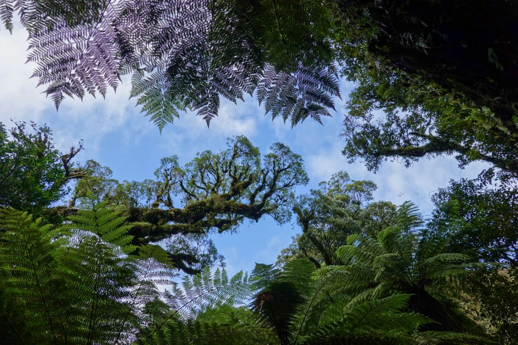 Regenwald bei Fox Glacier