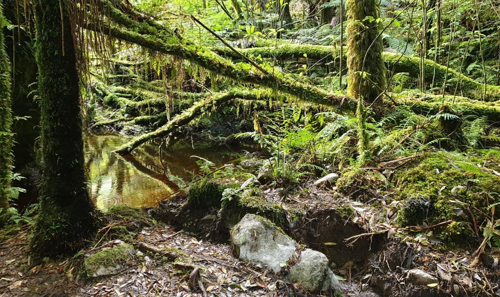 Regenwald bei Fox Glacier