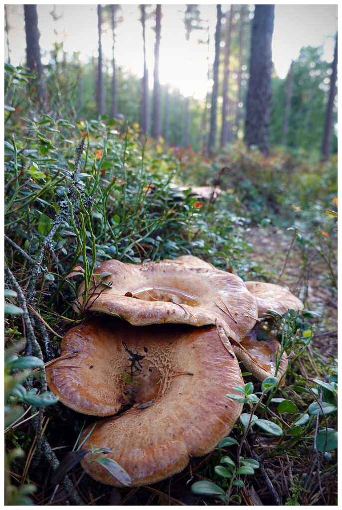Pilze im Wald in Schweden