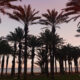 Palmen am Strand von Malaga, Spanien