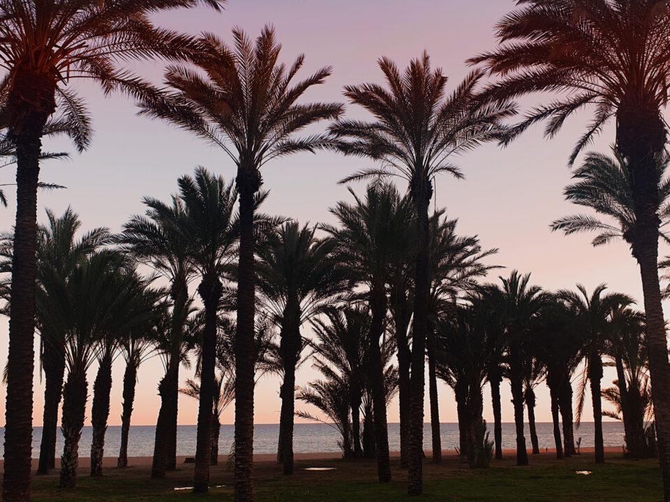 Palmen am Strand von Malaga, Spanien