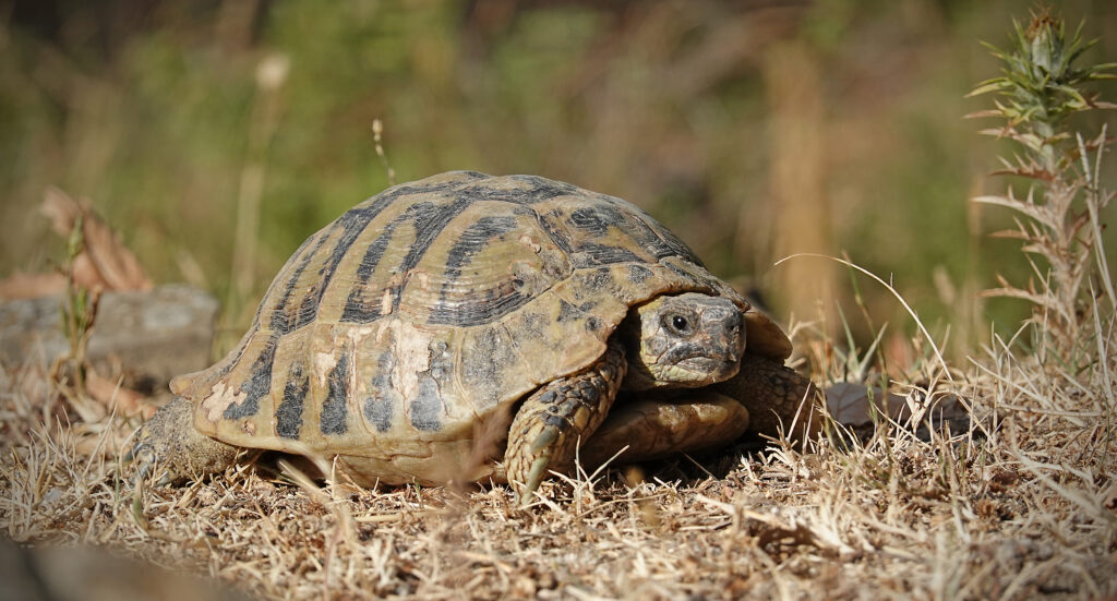 griechische Landschildkröte