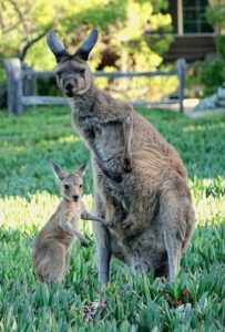 Fotots Australian Wildlife Kangaroo