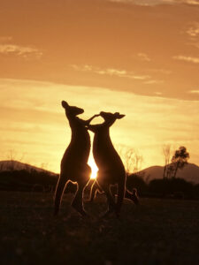 Foto Australian Wildlife Kangaroo