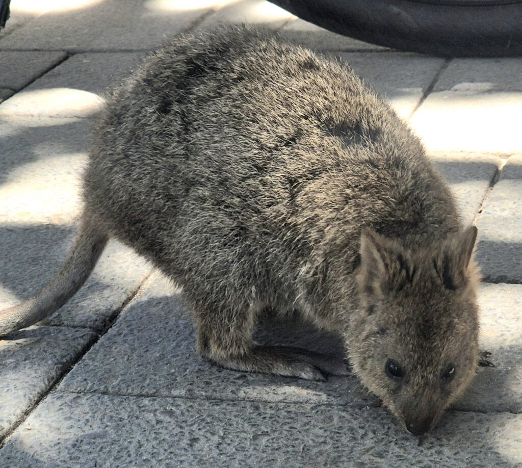 Perth Freemantle Rottnest Island