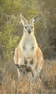 Foto Australian Wildlife Kangaroo