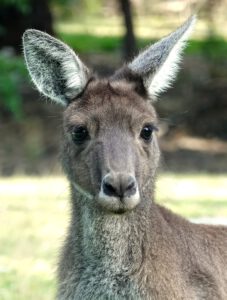Foto Australian Wildlife Kangaroo