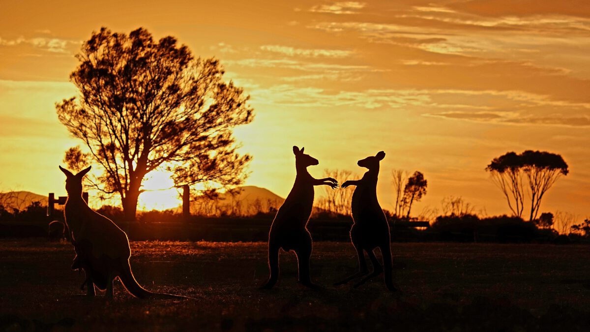 Foto Australian Wildlife Kangaroo
