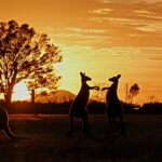 Foto Australian Wildlife Kangaroo