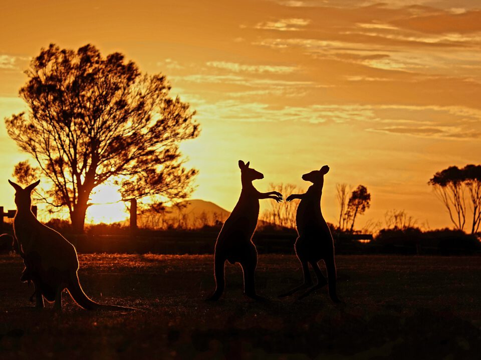 Foto Australian Wildlife Kangaroo