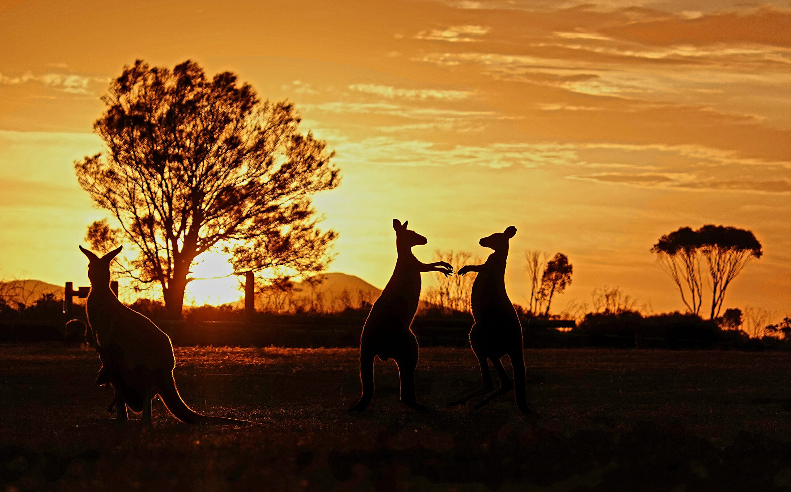 Fotogalerie „Australian Wildlife“