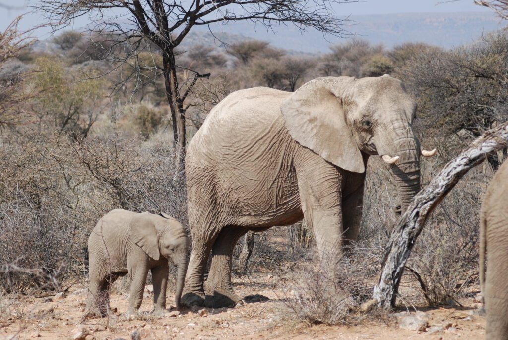 Elefanten in Namibia