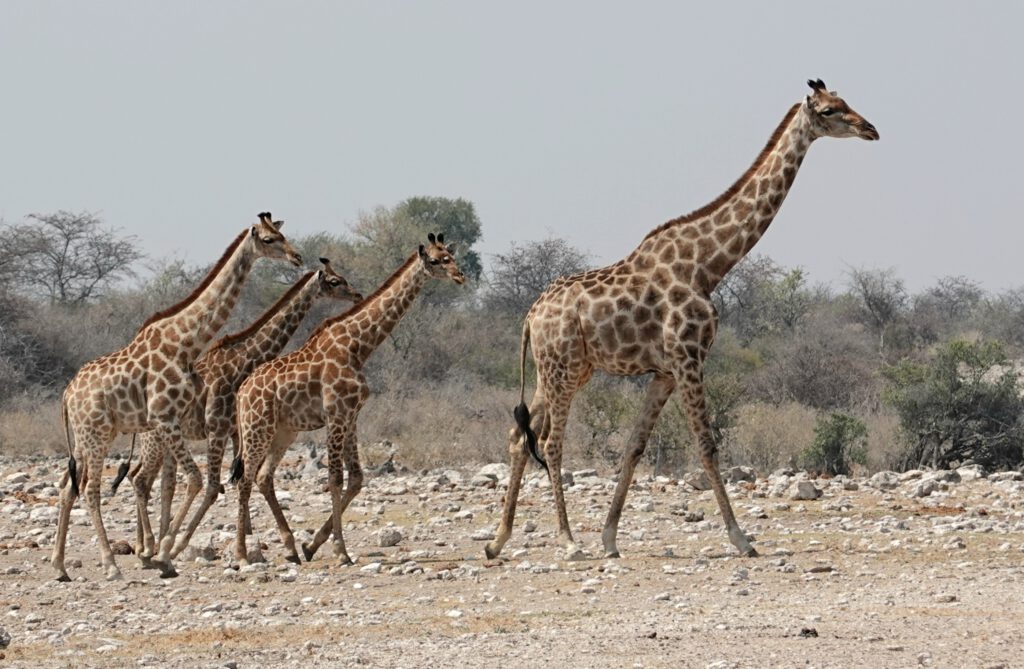 Twyfelfontein Etosha-Nationalpark Sambesi-Region