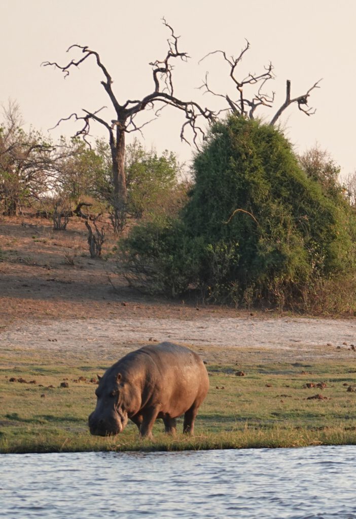 Botswana Chobe Nationalpark Victoriafälle