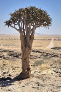 Fotos Namibia Sossusvlei Etosha
