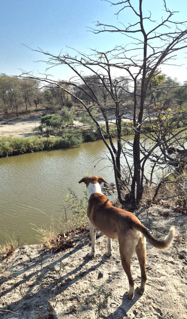 Work Travel Botswana Nata