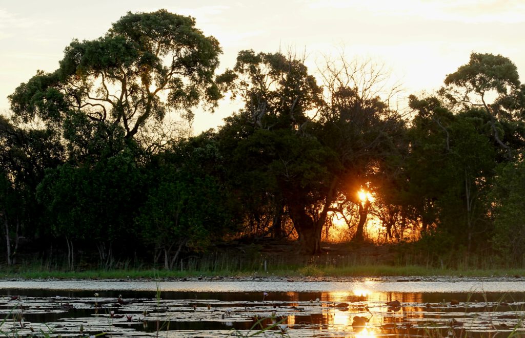 Okavango Delta Moremi Game Reserve