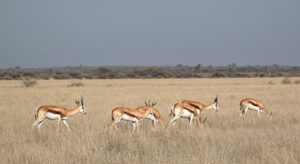 Fotos Botswana Simbabwe