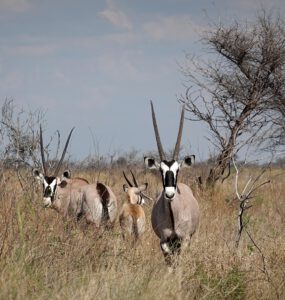 Fotos Botswana Simbabwe